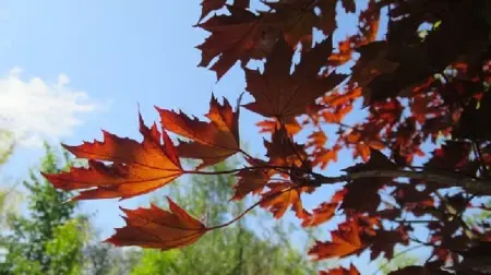 ACER platanoides'Crimson Sentry' - image 3