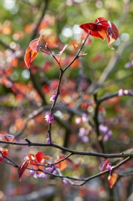 CERCIS canadensis 'Forest Pansy' - image 4