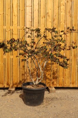 CERCIS canadensis 'Forest Pansy' - image 1