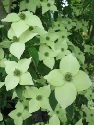 CORNUS kousa chinensis 'China Girl'