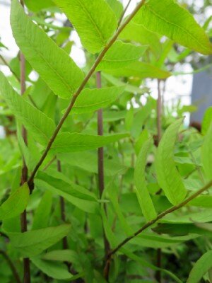 OSMUNDA regalis - image 4