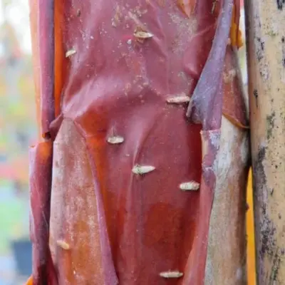 BETULA albosinensis 'Fascination' - image 4