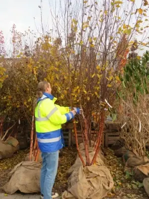 BETULA albosinensis 'Fascination' - image 4