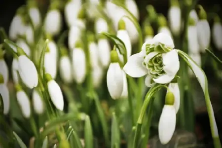 GALANTHUS nivalis 'Flore Pleno'