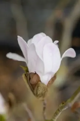 MAGNOLIA stellata 'Rosea'