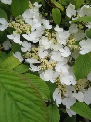VIBURNUM plicatum 'Mariesii Great Star'