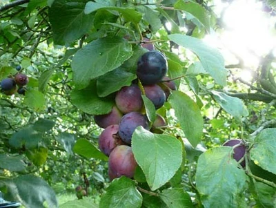 Prunus domestica 'Czar' (PLUM)