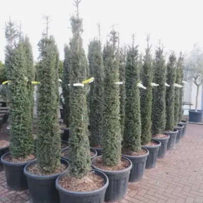 TAXUS baccata