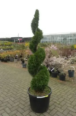 THUJA occidentalis 'Smaragd' - image 2
