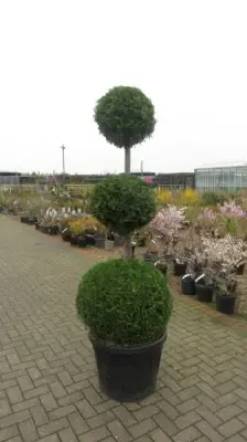 THUJA occidentalis 'Brabant'