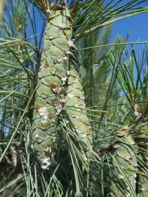 PINUS wallichiana 'Densa Hill' - image 2