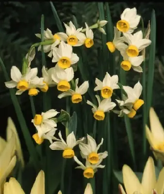 Narcissus 'Canaliculatus'