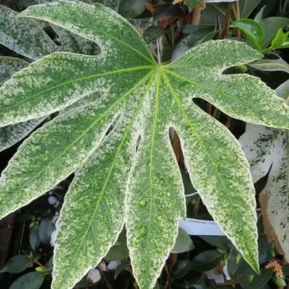 FATSIA japonica 'Spider's Web' - image 1