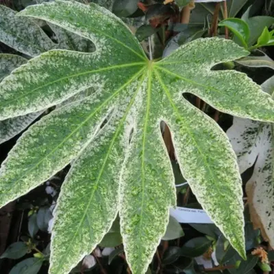 FATSIA japonica 'Spider's Web' - image 1