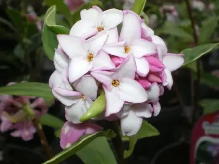 DAPHNE odora 'Aureomarginata'