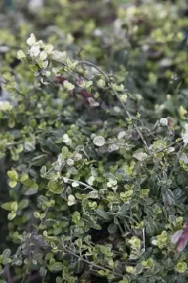 EUONYMUS japonicus 'Green Spire'