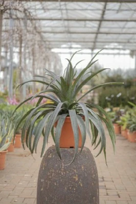 AGAVE 'Pineapple Express' - Provender Nurseries - Wholesale Nursery in ...