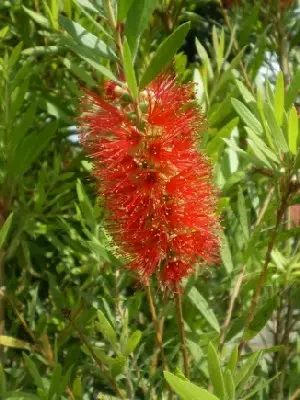 CALLISTEMON 'Red Rocket' - image 1