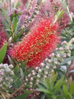 CALLISTEMON 'Red Rocket' - image 2