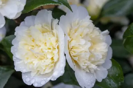 CAMELLIA japonica 'Brushfields Yellow' - image 1