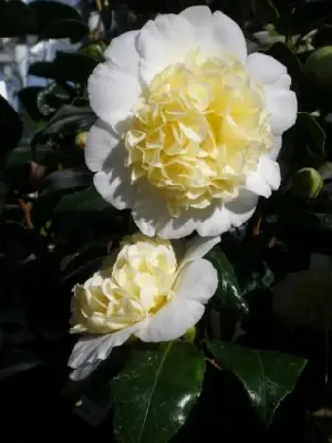 CAMELLIA japonica 'Brushfields Yellow' - image 2