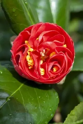 CAMELLIA japonica 'Lady Campbell' - image 2