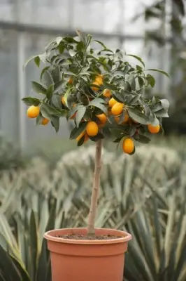 CITRUS japonica 'Nagami' KUMQUAT