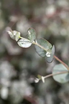 EUCALYPTUS gunnii - image 2