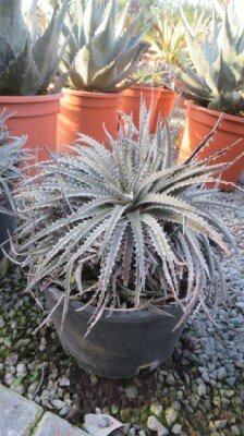 DYCKIA 'Brittle Star'