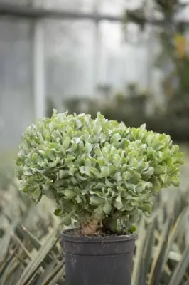 CRASSULA arborescens undulatifolia