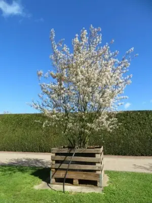 AMELANCHIER lamarckii - image 1