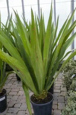 FURCRAEA selloa