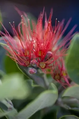 METROSIDEROS excelsa - image 2