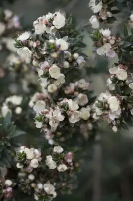 MYRTUS communis microphylla