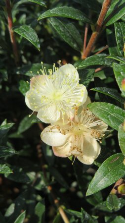 MYRTUS communis microphylla