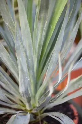 YUCCA gloriosa