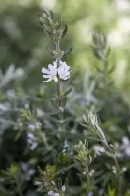 WESTRINGIA fruticosa 'Mundi'