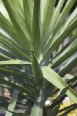 YUCCA elephantipes