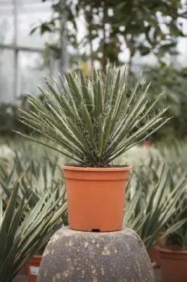 YUCCA filifera