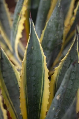 AGAVE salmiana angustifolia 'Variegata'