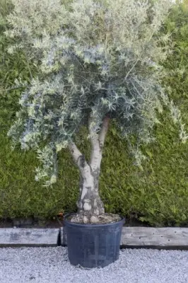 OLEA europaea