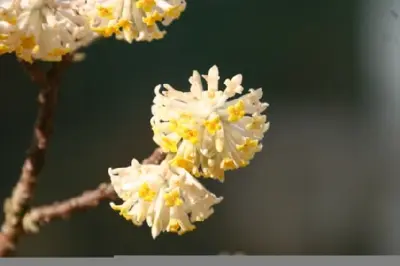 EDGEWORTHIA chrysantha