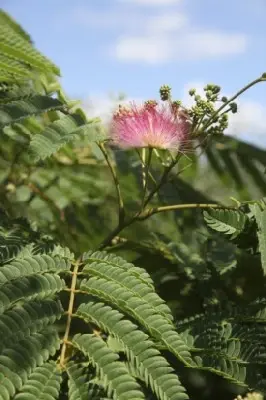 ALBIZIA julibrissin 'Ombrella' - image 3