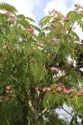 ALBIZIA julibrissin 'Ombrella' - image 4