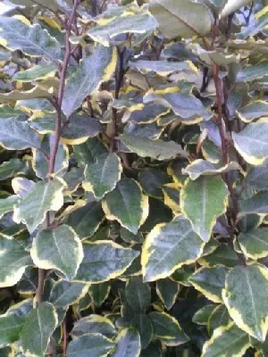 ELAEAGNUS x ebbingei 'Viveleg'