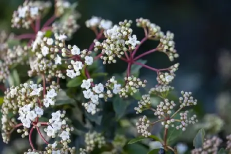 VIBURNUM tinus 'Eve Price'