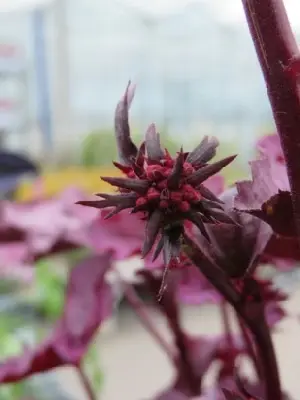 Heuchera on sale wild berry