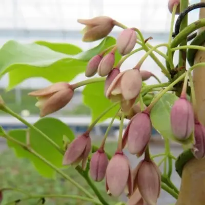 HOLBOELLIA latifolia