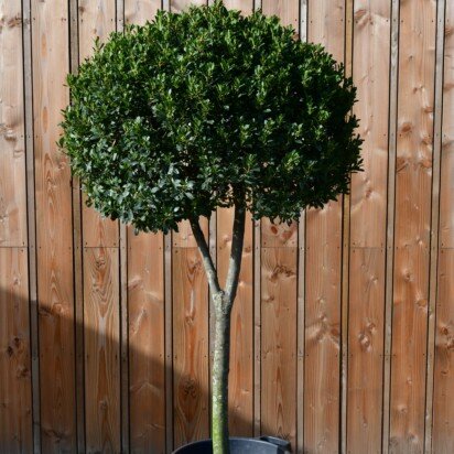LAURUS nobilis 'Bay Junior'