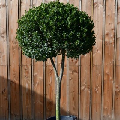 LAURUS nobilis 'Bay Junior'